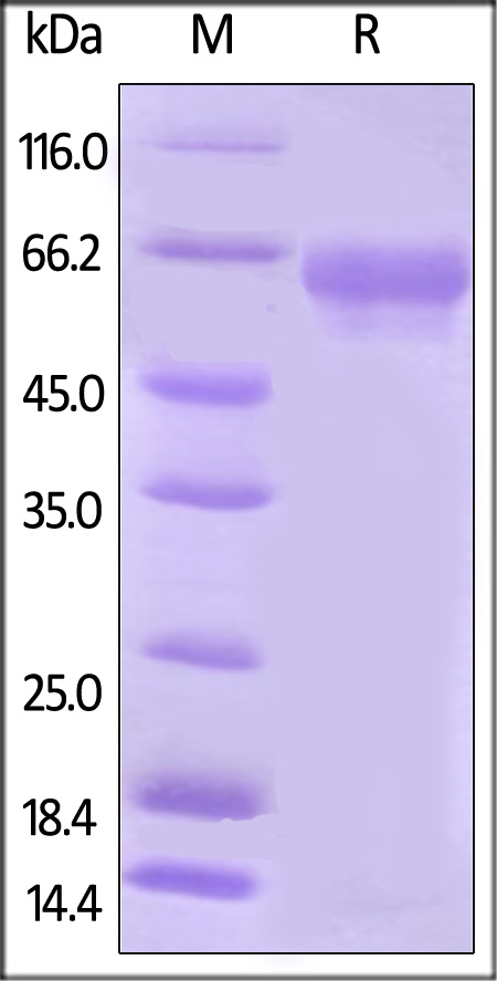 Biotinylated Human B7-H5 Protein, Fc Tag on SDS-PAGE under reducing (R) condition. The gel was stained overnight with Coomassie Blue. The purity of the protein is greater than 95%.